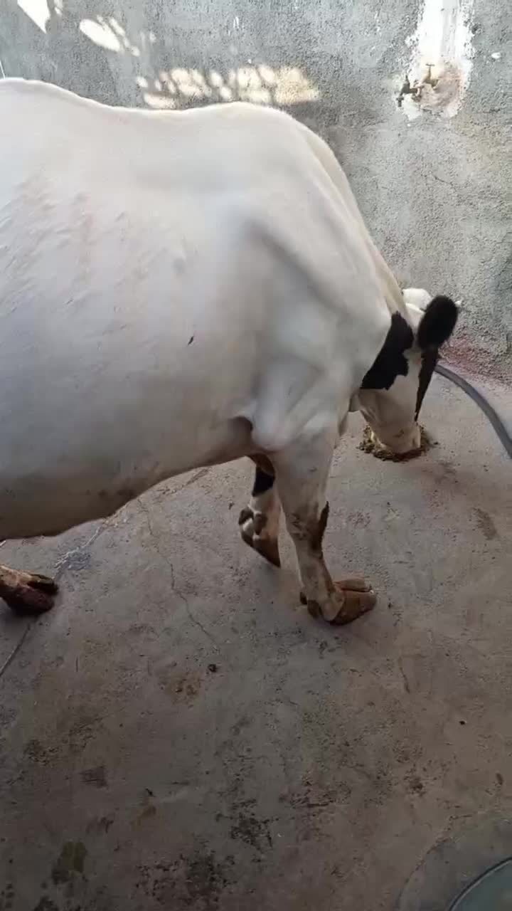 گاو و گوساله|حیوانات مزرعه|سنندج, |دیوار