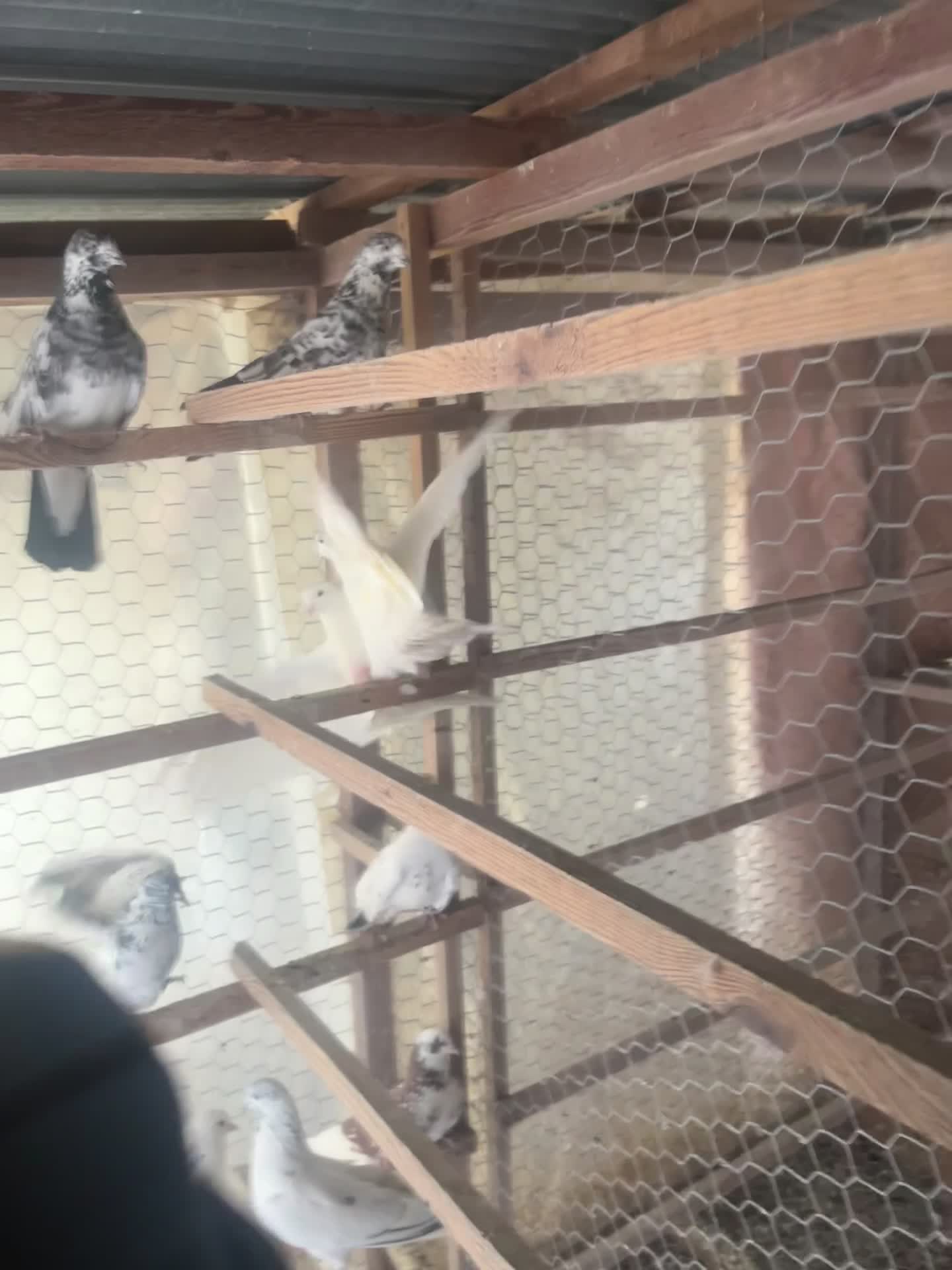 کبوتر|پرنده|رشت, ساغری سازان|دیوار