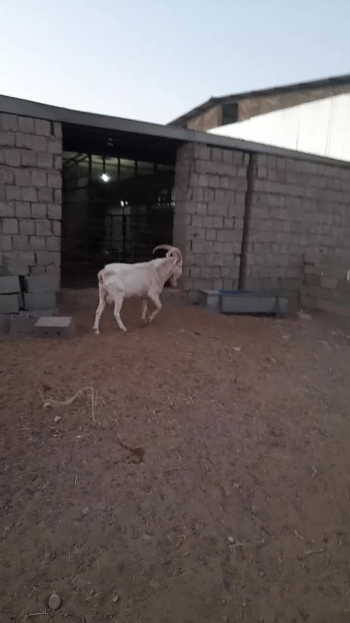 نربز سانن صددرصد خالص ..راور|حیوانات مزرعه|راور, |دیوار