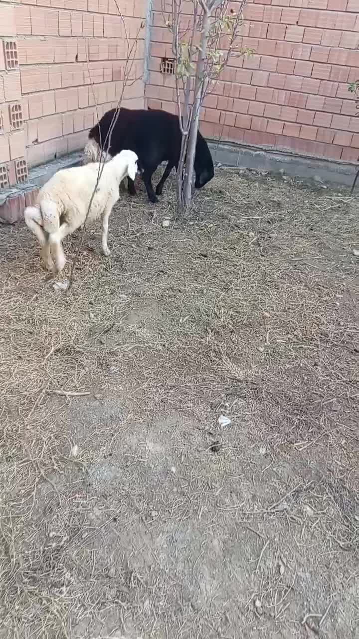 حیوانات|حیوانات مزرعه|سیجوال, |دیوار