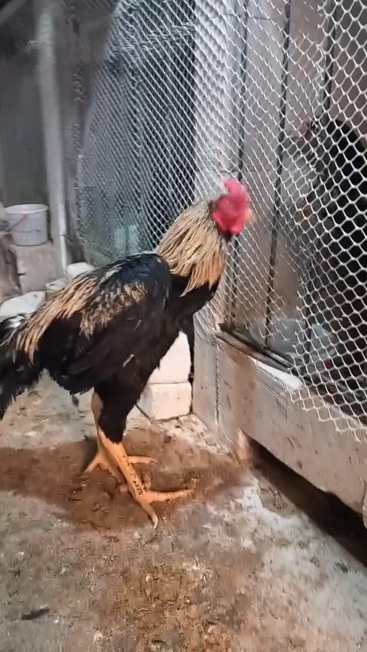 چند عدد خروس لاری|حیوانات مزرعه|میاندوآب, |دیوار