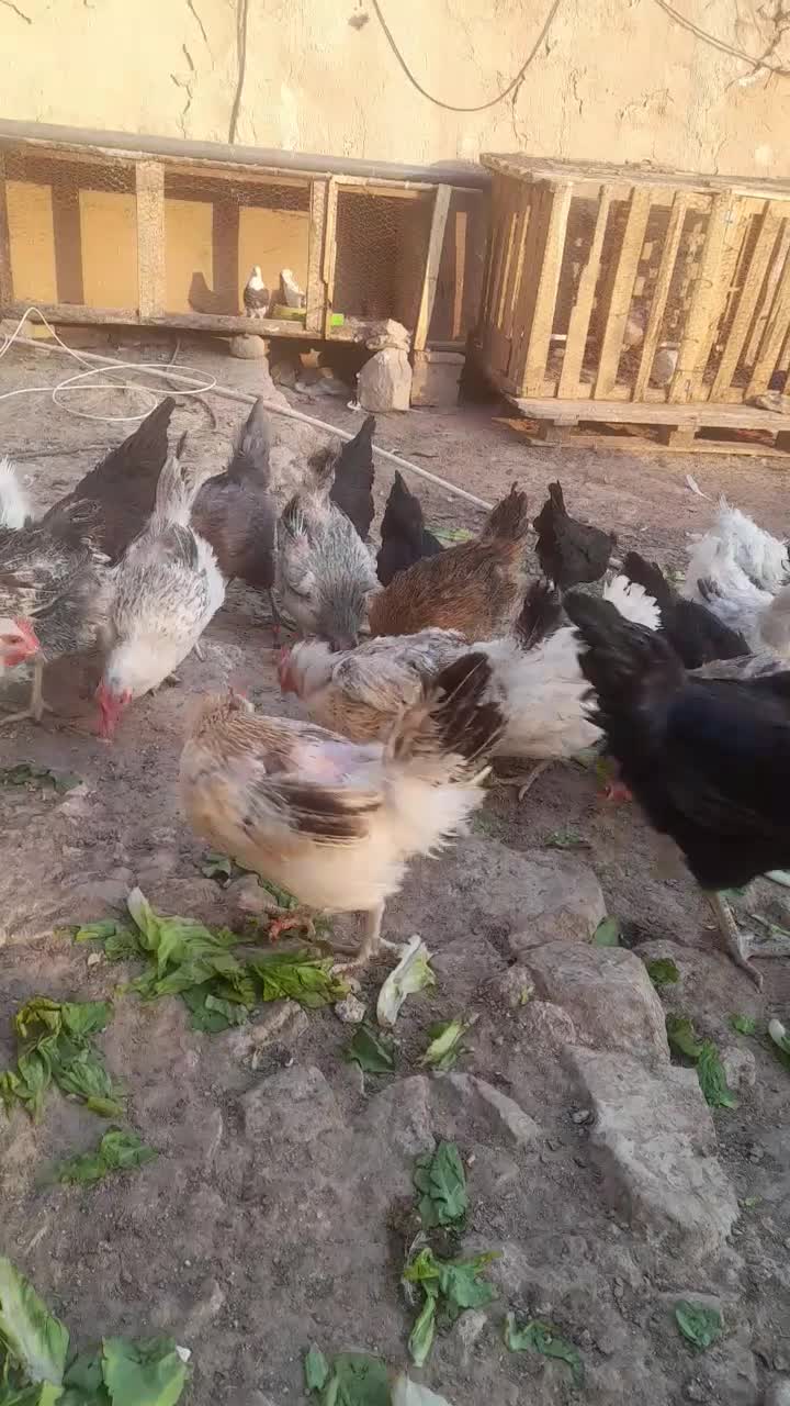 مرغ تخم گذار|حیوانات مزرعه|مسجد سلیمان, |دیوار