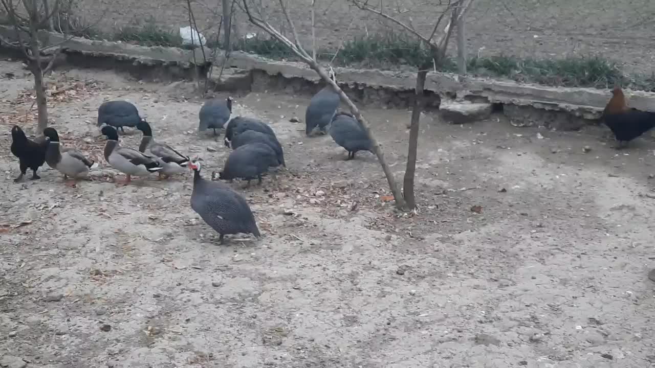 فروش مرغ شاخدار   نر و ماده|حیوانات مزرعه|گرگان, |دیوار