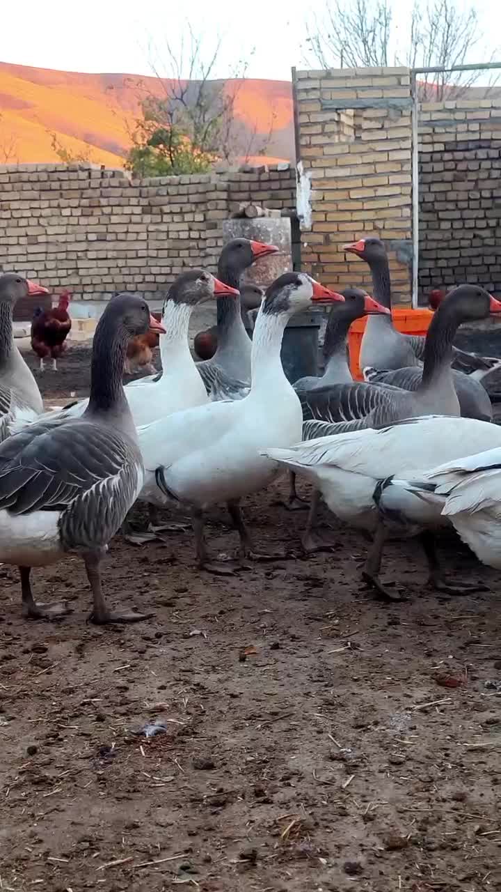 غاز|حیوانات مزرعه|تویسرکان, |دیوار