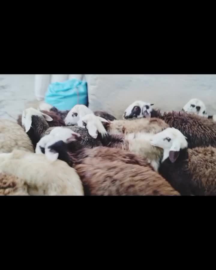 گوسفند|حیوانات مزرعه|دورود, |دیوار