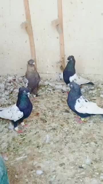 سینه کفتر  پرشی|پرنده|شیراز, دروازه قران|دیوار