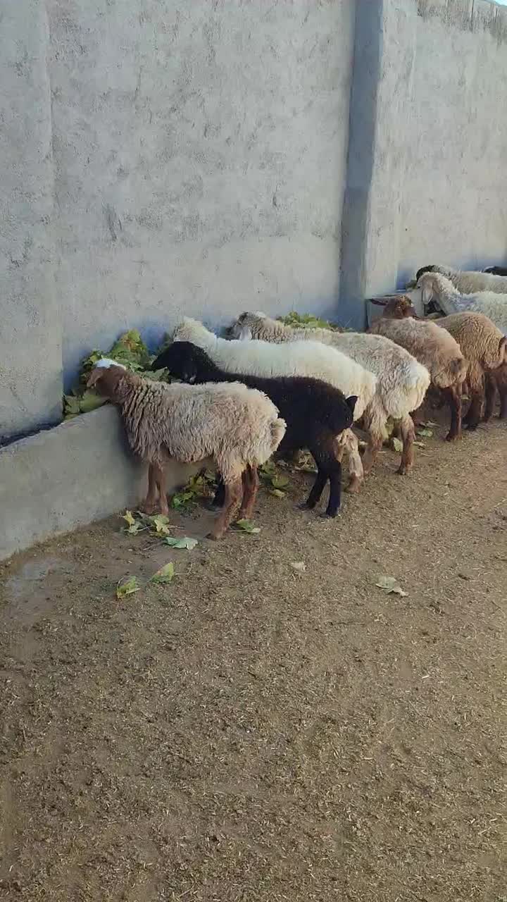 بره نر ماده چاق|حیوانات مزرعه|بجنورد, |دیوار