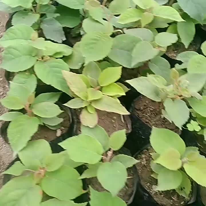 نهال کیوی|خدمات باغبانی و درختکاری|شیرود, |دیوار