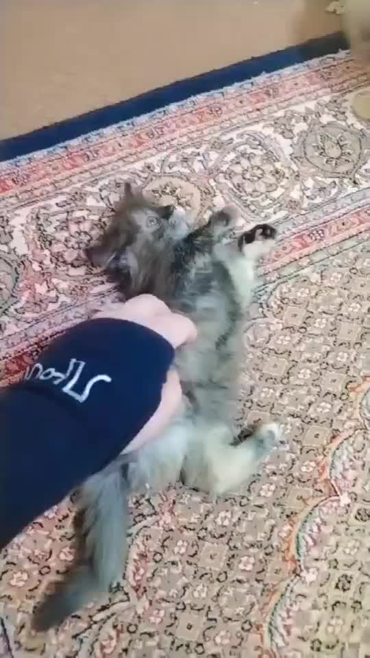 فروشی نژاد پرشین و. دی اس اچ سه ماهه بازیگوش ماده|گربه|ارومیه, |دیوار