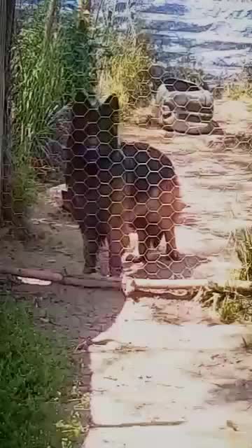 سگ ژرمن شولاین هاسکی مالاموت پیت بول|سگ|رشت, گلسار|دیوار