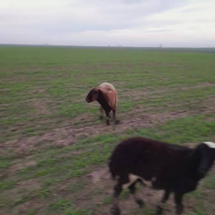 گوسفند|حیوانات مزرعه|سنگدوین, |دیوار