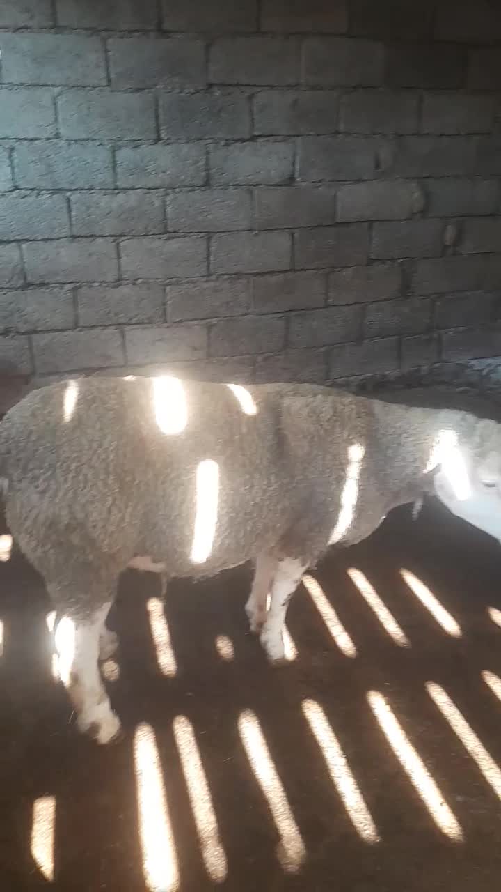 گوسفند میش بره|حیوانات مزرعه|شیرگاه, |دیوار