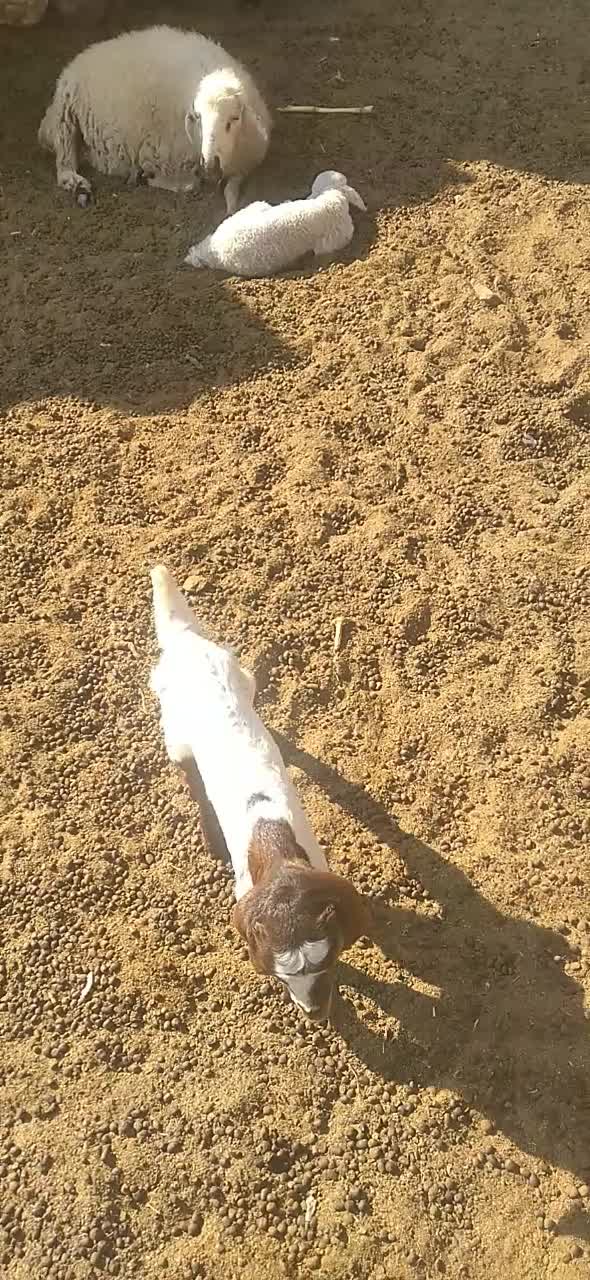 بز زایده|حیوانات مزرعه|رفسنجان, |دیوار