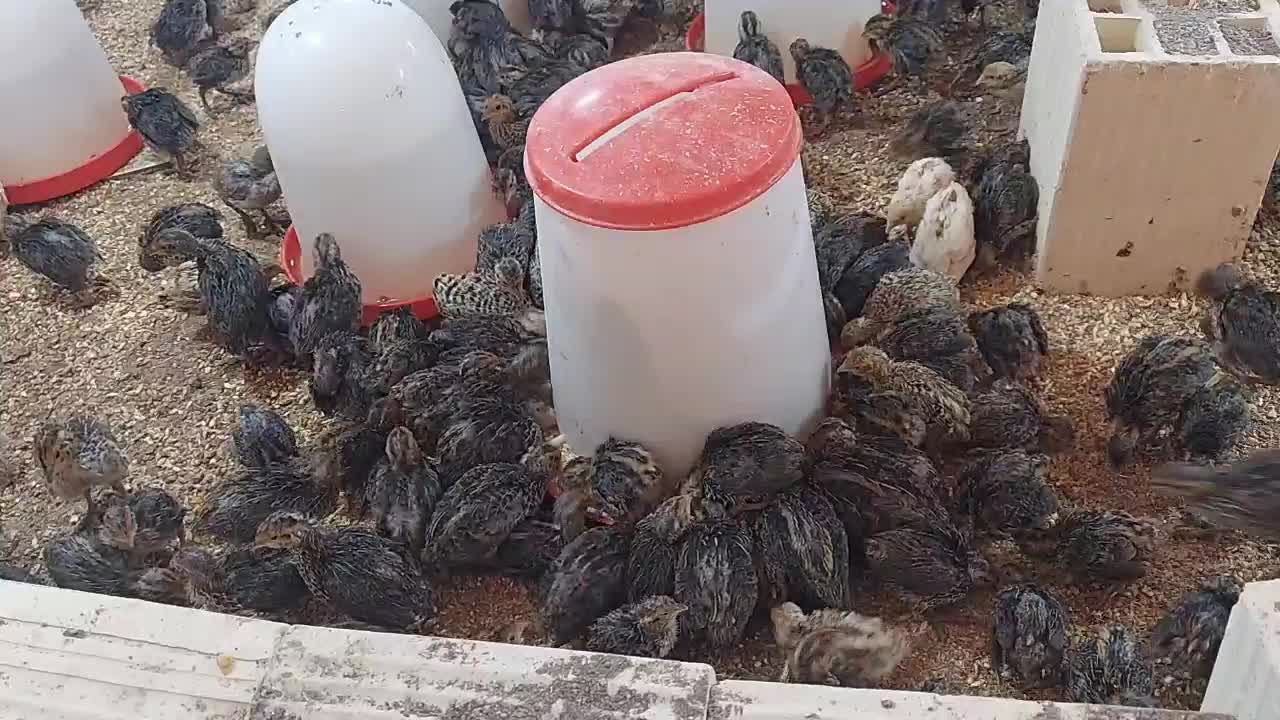 بلدرچین ۲۵ روزه|پرنده|جیرفت, |دیوار