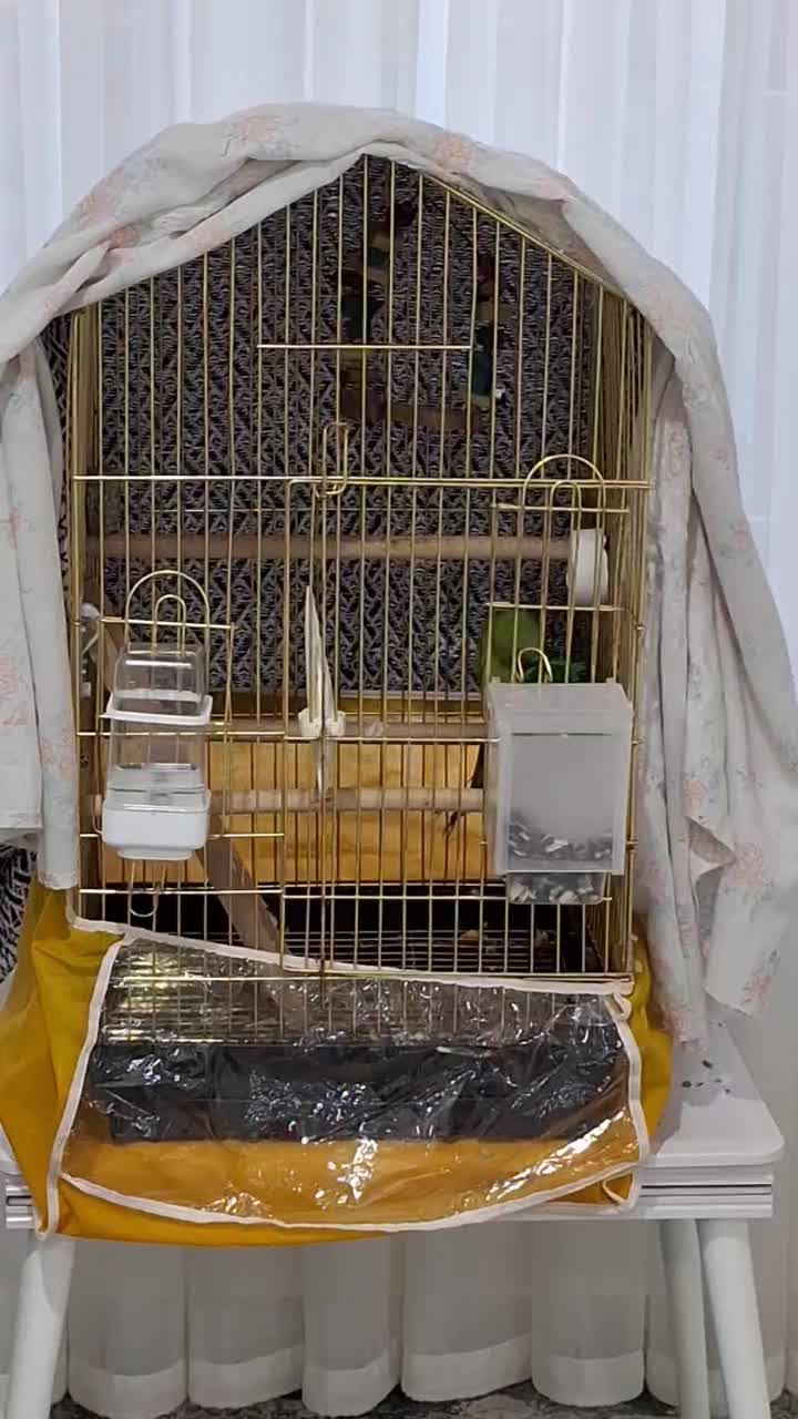 طوطی ملنگو نر|پرنده|جم, |دیوار