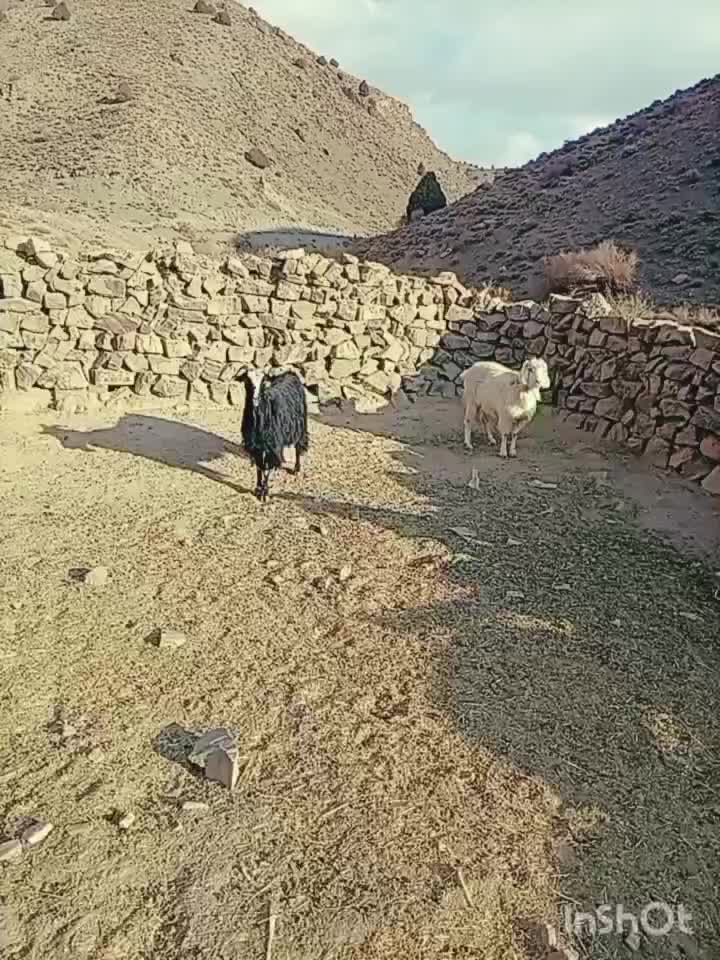 بز چاق|حیوانات مزرعه|شاهرود, |دیوار