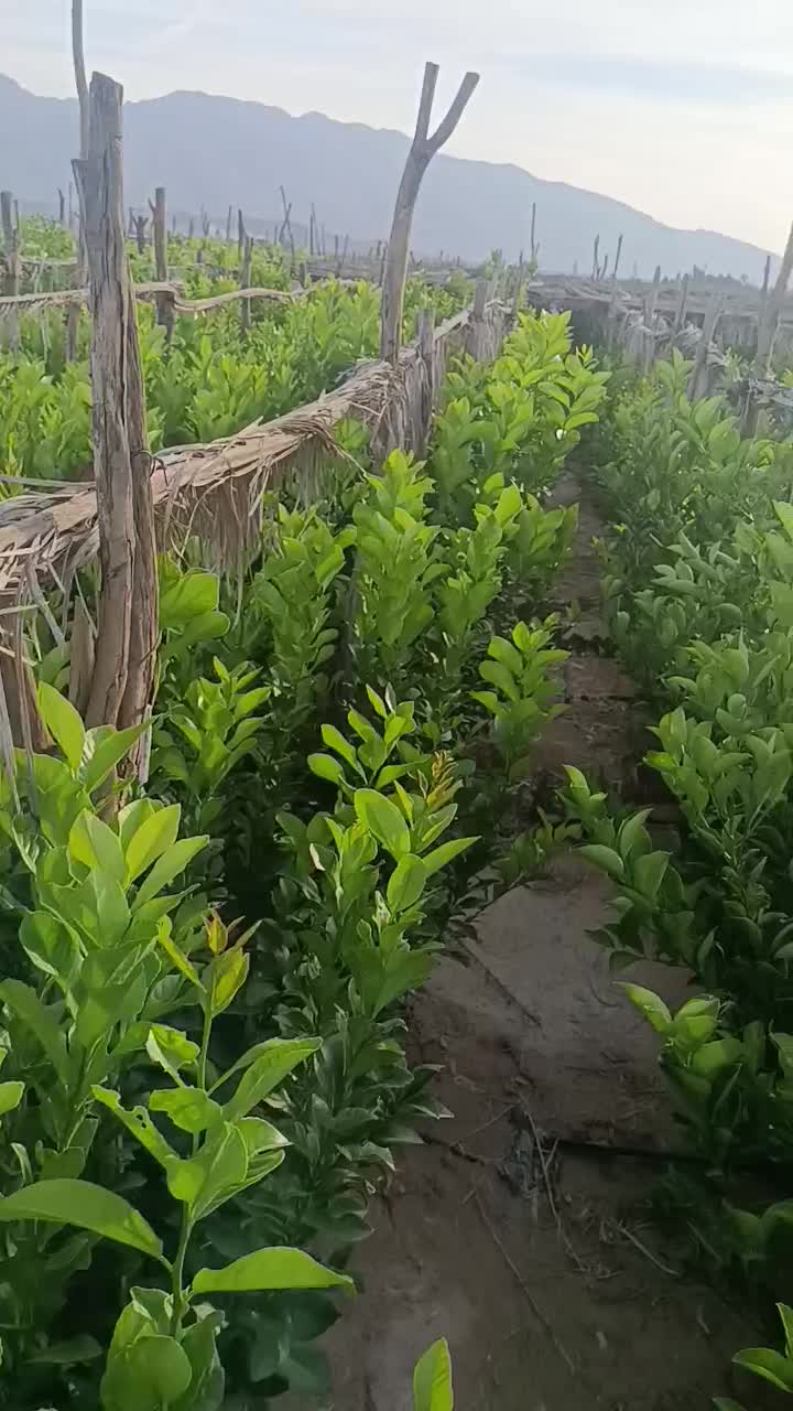 نهالستان و نهال فروشی ،مرکبات ایرانی و خارجی.|خدمات باغبانی و درختکاری|جهرم, |دیوار