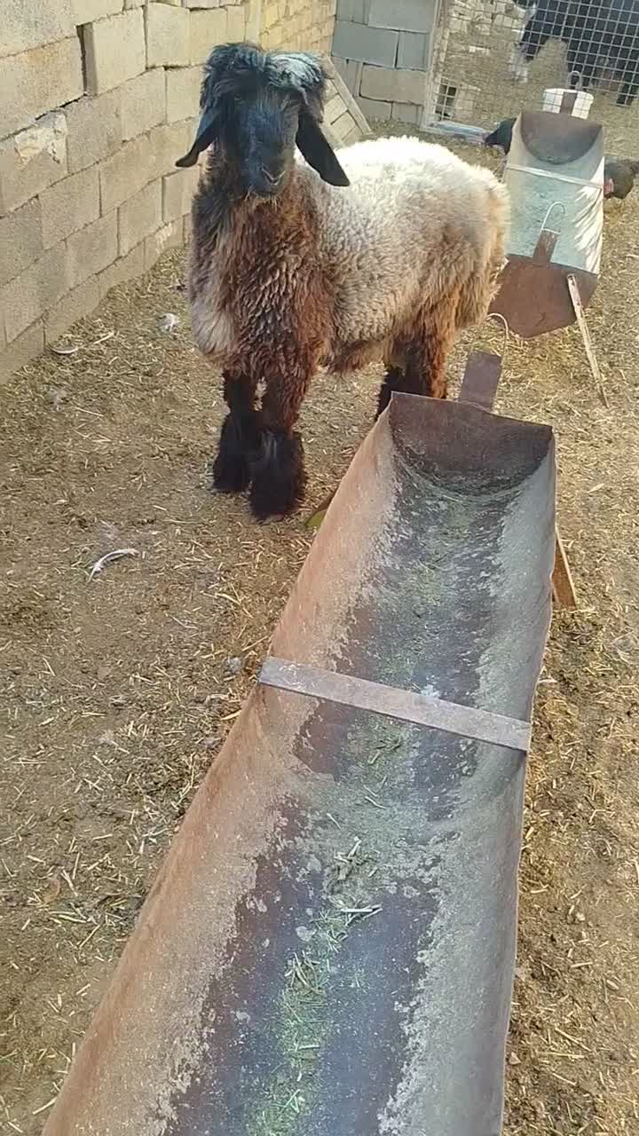 بره قوچی|حیوانات مزرعه|مرودشت, ثبت احوال|دیوار