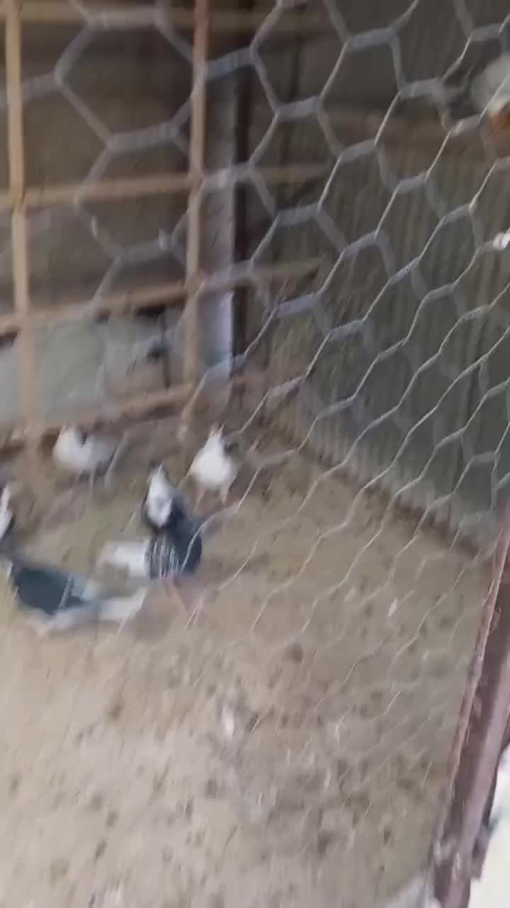 ۱۵عدد کبوتر رنگی پرشی|پرنده|قزوین, |دیوار