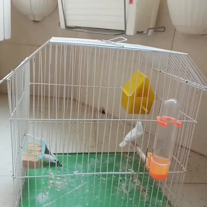 جفت فنچ|پرنده|تهران, منیریه|دیوار