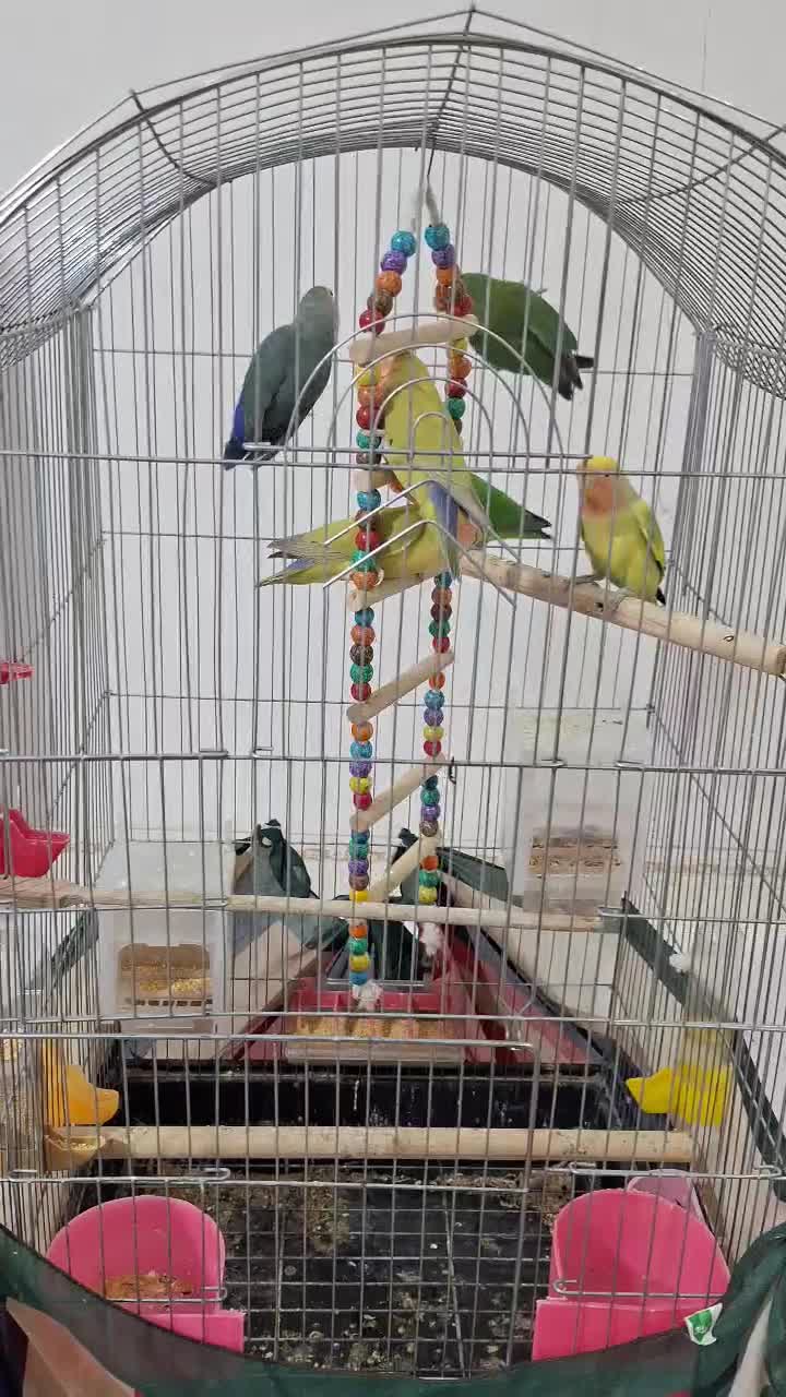 طوطی برزیلی اوپال|پرنده|پاکدشت, پاکدشت (مامازند)|دیوار