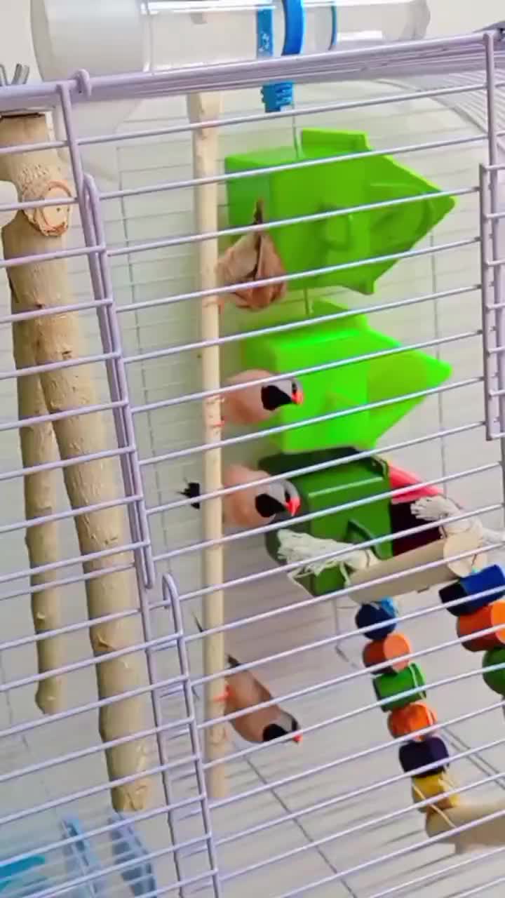 فنچ کرواتی و کینگ اخمو و زبرا رنگ عتیقه|پرنده|گلبهار, شهر جدید گلبهار|دیوار