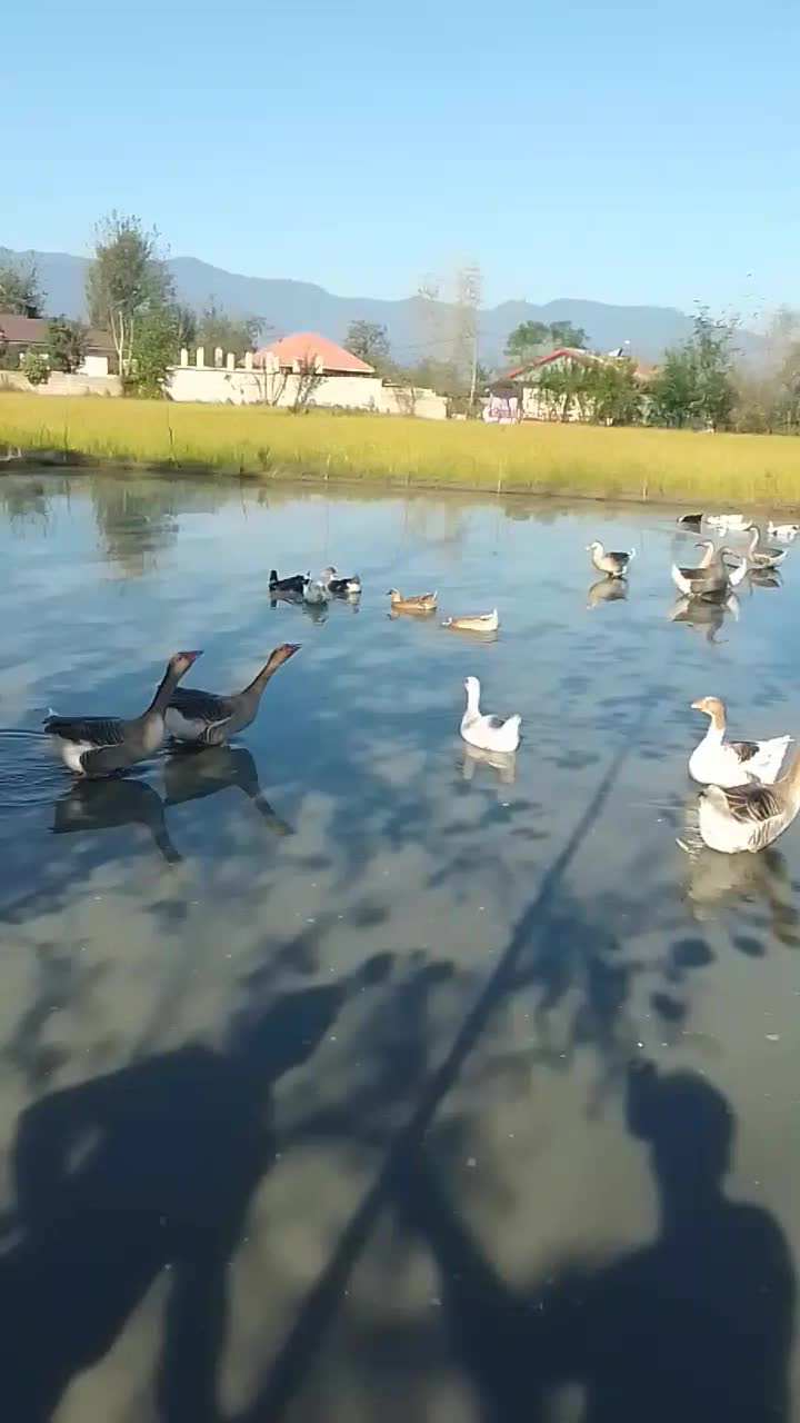 قوغاز و غاز سنگین وزن ۴۰ عدد|حیوانات مزرعه|گوراب زرمیخ, |دیوار