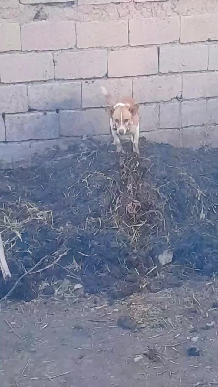 سگ پاپی|سگ|تربت جام, کلالی|دیوار