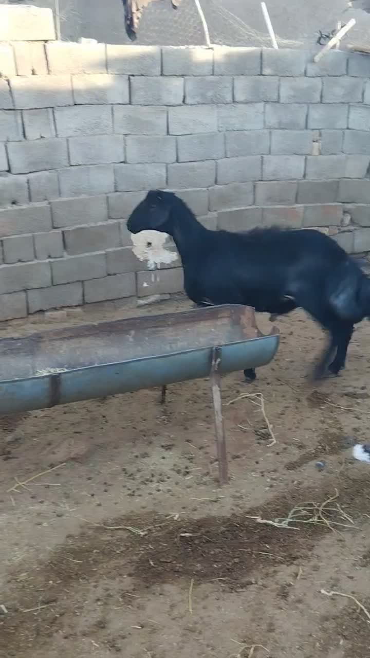 یک راس قوچ و یک بره قوچ درجه یک|حیوانات مزرعه|سبزوار, شرق کال میانی|دیوار