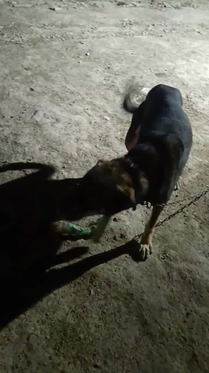 سگ نگهبان|سگ|رباط‌کریم, رباط‌کریم|دیوار