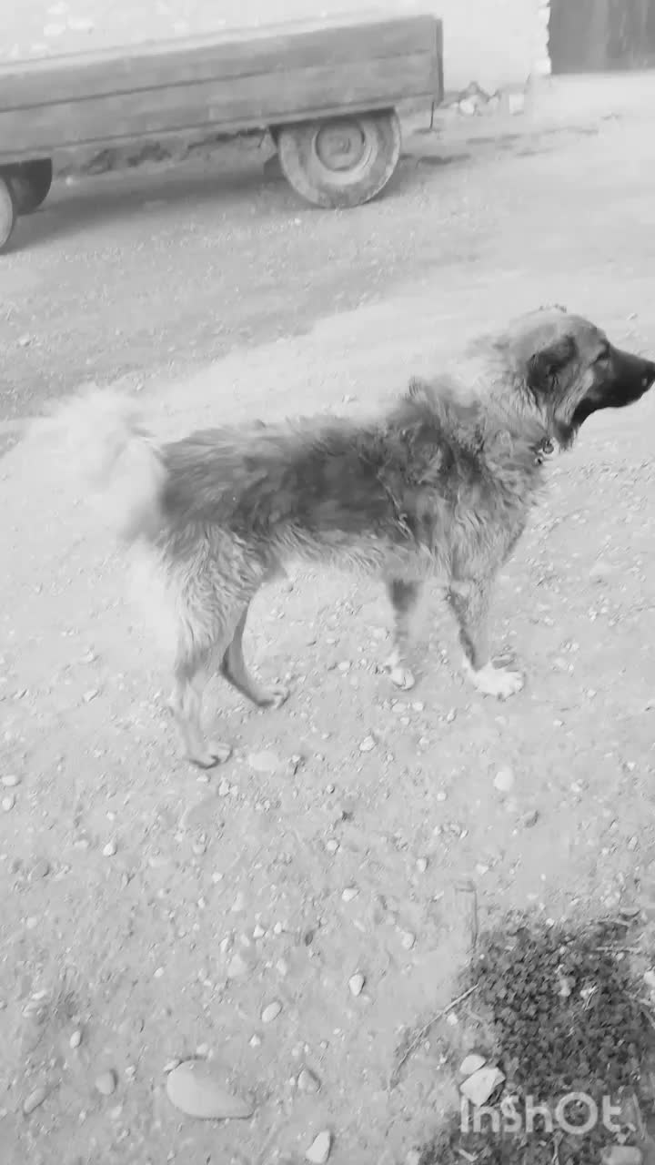 سگ کله|سگ|گل تپه, |دیوار