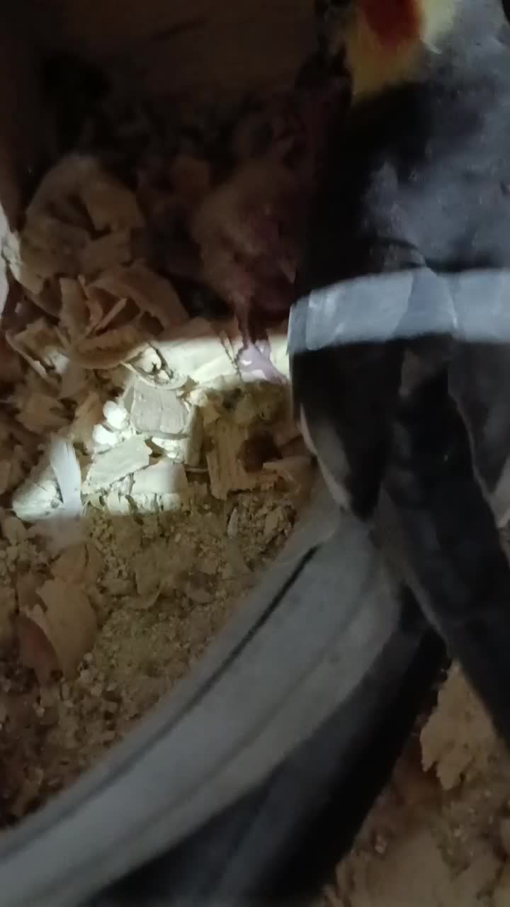 جفت عروس هلندی نروماده با دوتا جوجه|پرنده|زنجان, |دیوار