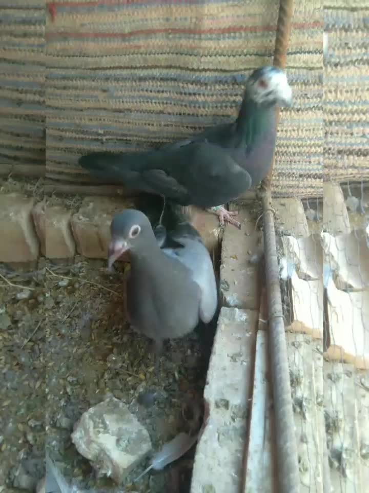 کفتر آلمانی|پرنده|آیسک, |دیوار