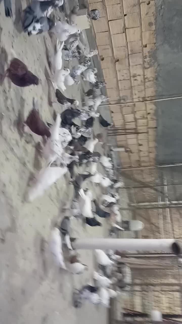 کفتر پرشی درجه 1|پرنده|زیباشهر, |دیوار