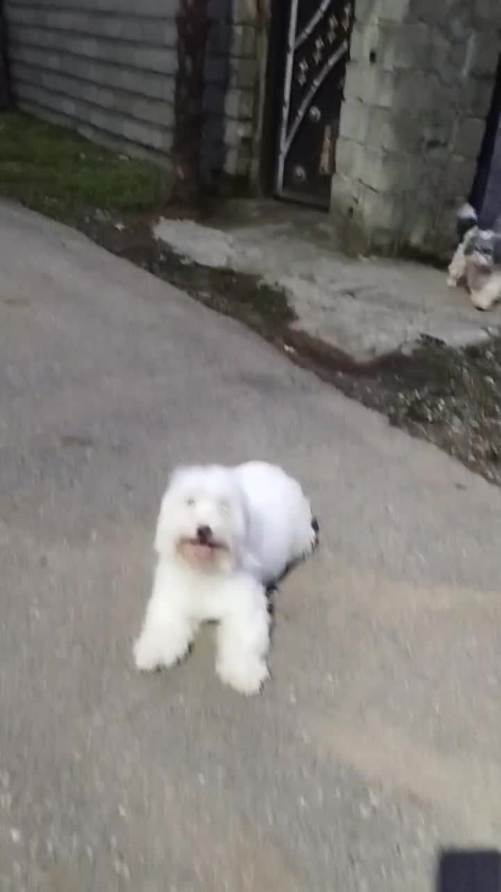 سگ پاکوتاه شیتزو.یک سالو نیمشه خوشگل و حرف گوش کن|سگ|رودسر, |دیوار