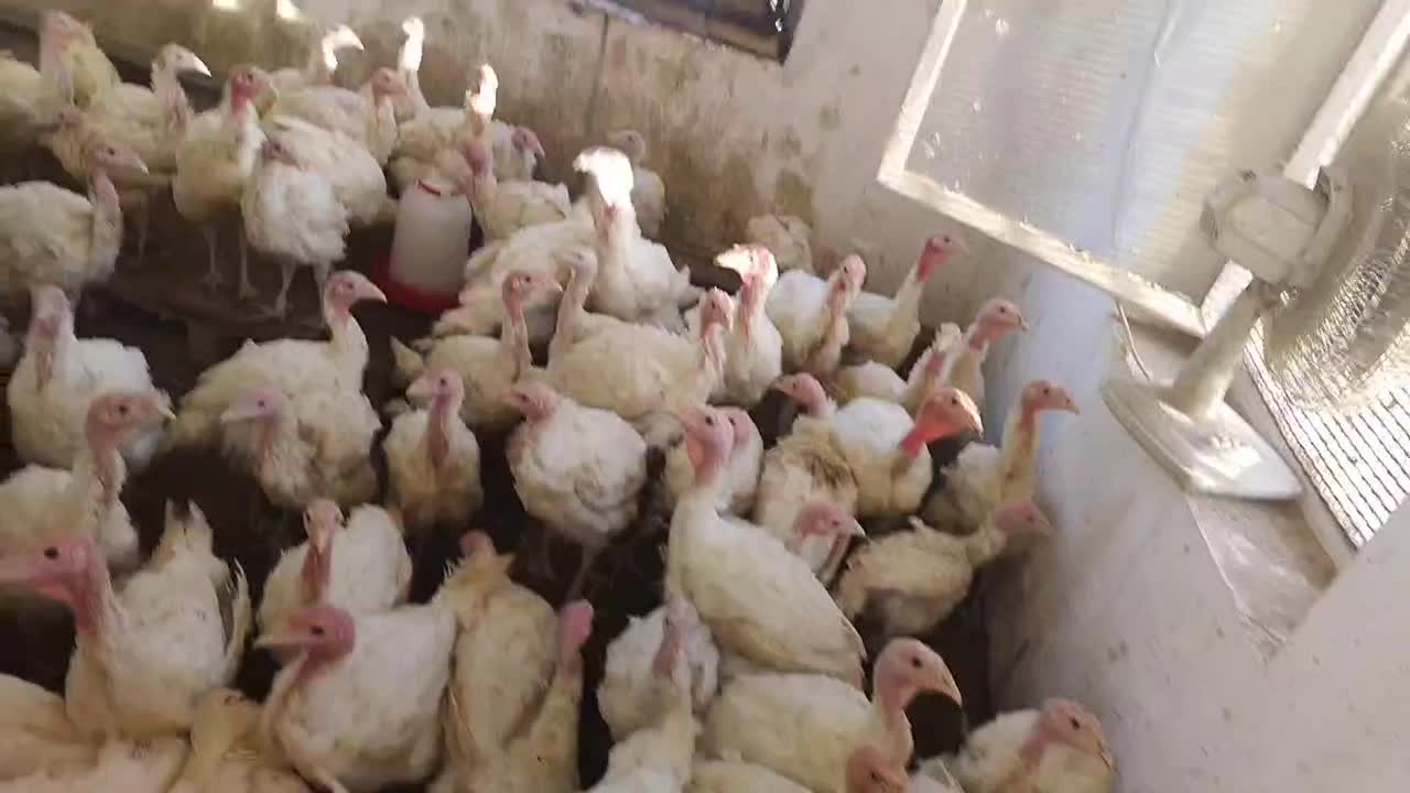بوقلمون‌بیوتی‌گوشتی(به خاطرعیالم آتیش زدم به مالم)|حیوانات مزرعه|قم, شهرک مهدیه|دیوار