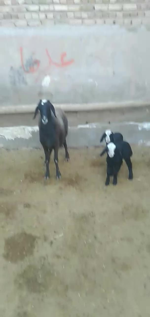 میش دوقلوزا شال|حیوانات مزرعه|اسفرورین, |دیوار