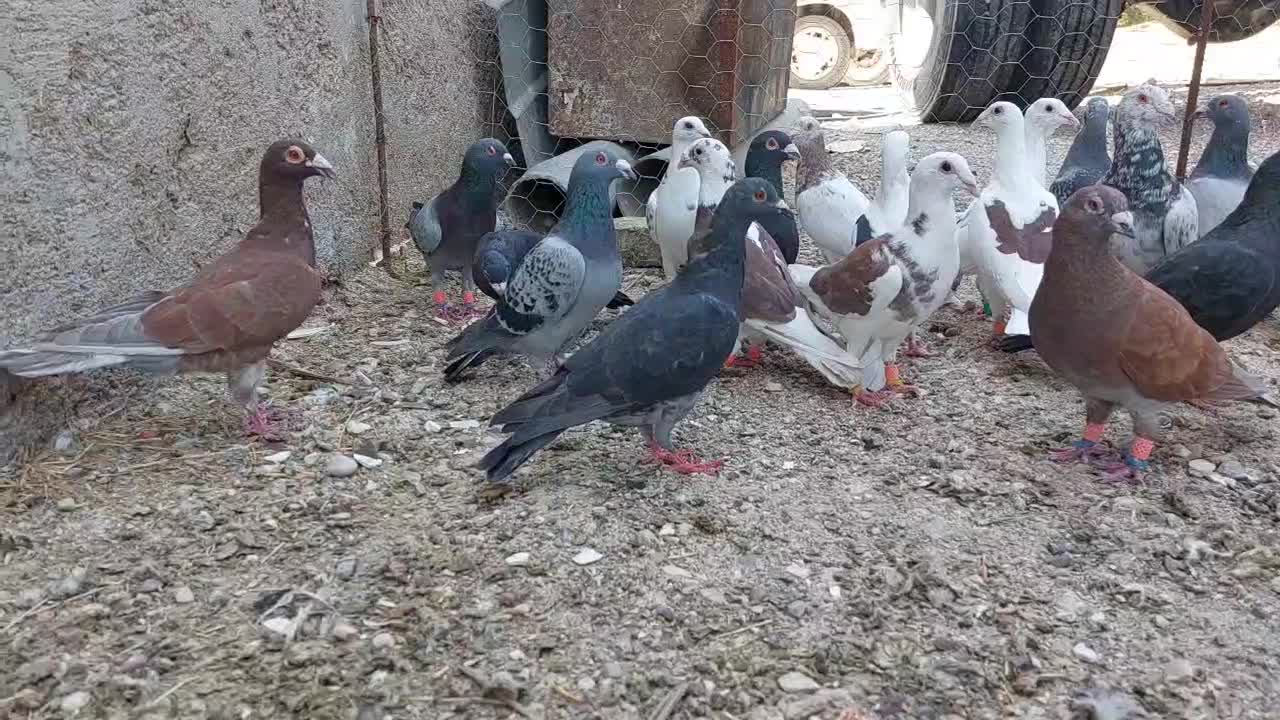 کفتر|پرنده|فسا, |دیوار
