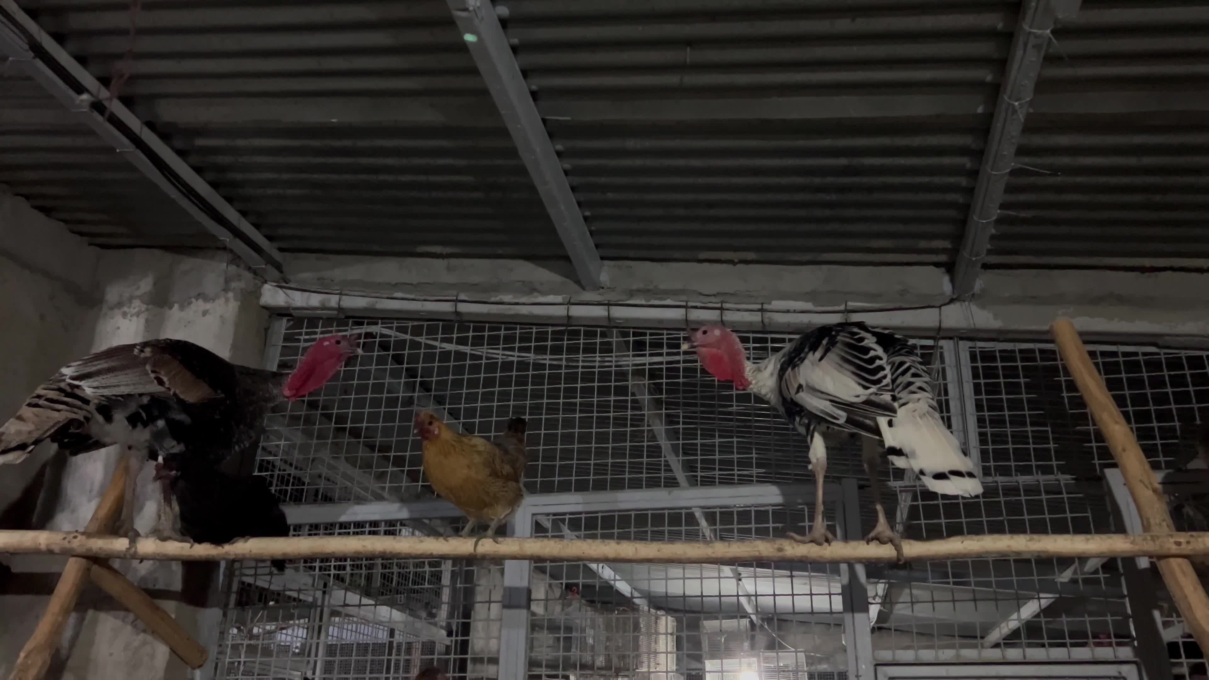 بوقلمون نر درجه یک درشت|حیوانات مزرعه|گرگان, |دیوار