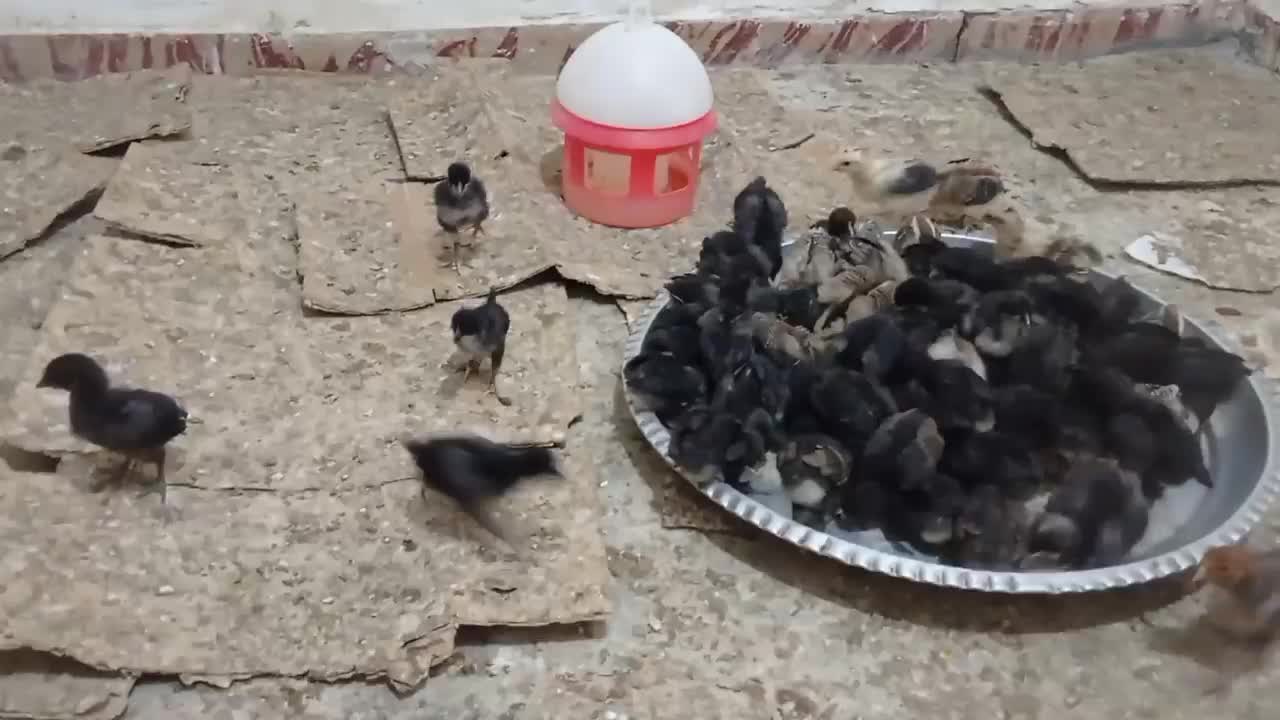 جوجه 13روزه|حیوانات مزرعه|رامشیر, |دیوار