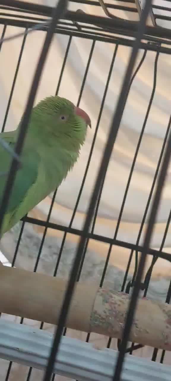 طوطی ملنگو|پرنده|صومعه‌سرا, |دیوار