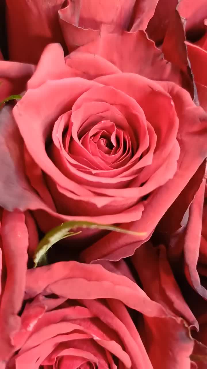 بورس انواع گلهای مصنوعی و طبیعی|گل مصنوعی|مشهد, رده|دیوار