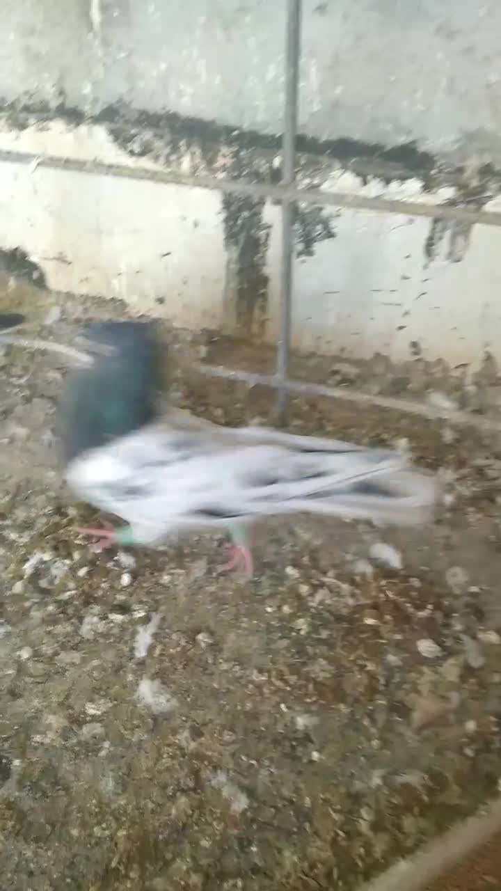 کفتر|پرنده|شیروان (خراسان), |دیوار