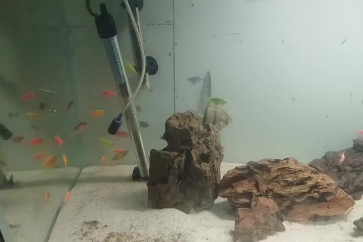 ماهی کالر|ماهی|بومهن, |دیوار