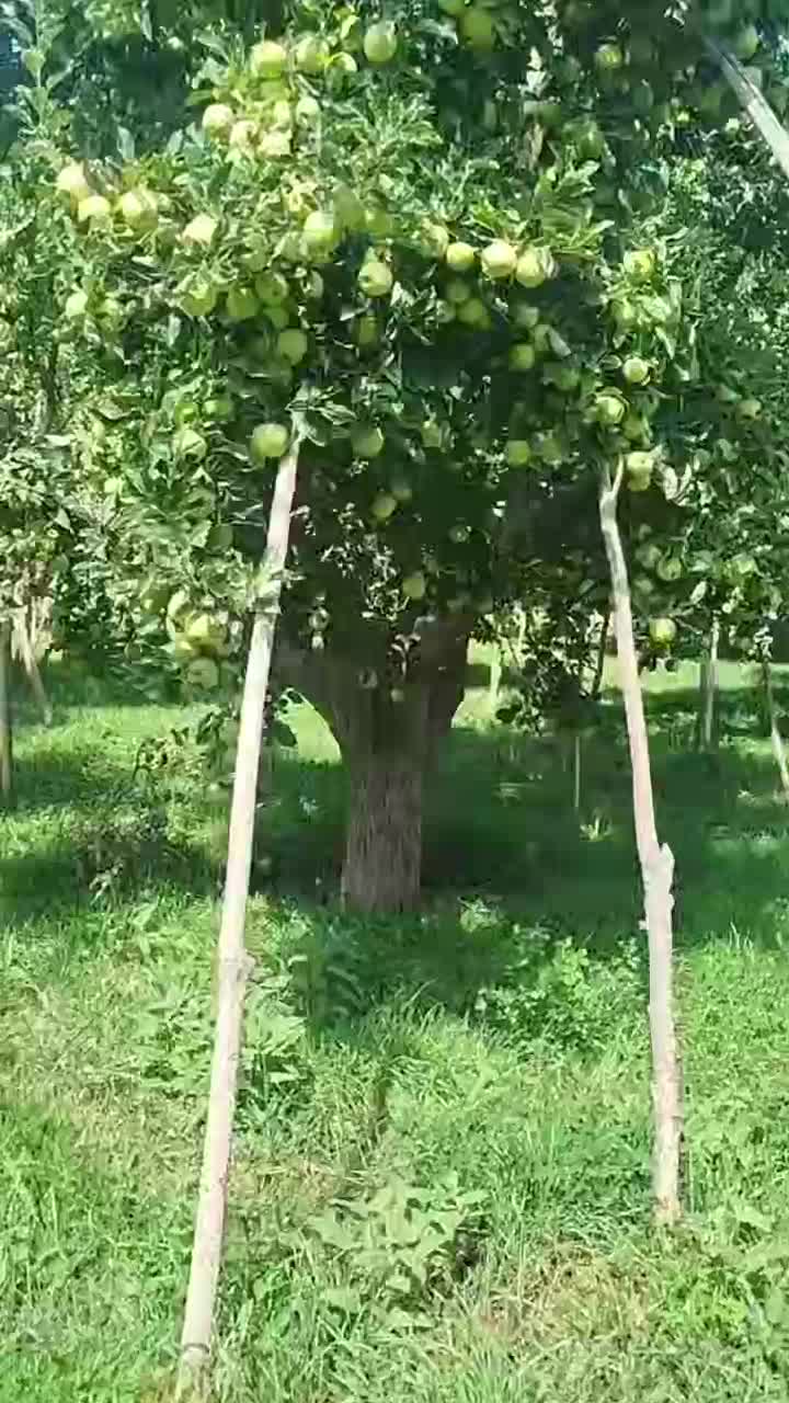 کود ارگانیک اصل|خدمات باغبانی و درختکاری|بوکان, |دیوار