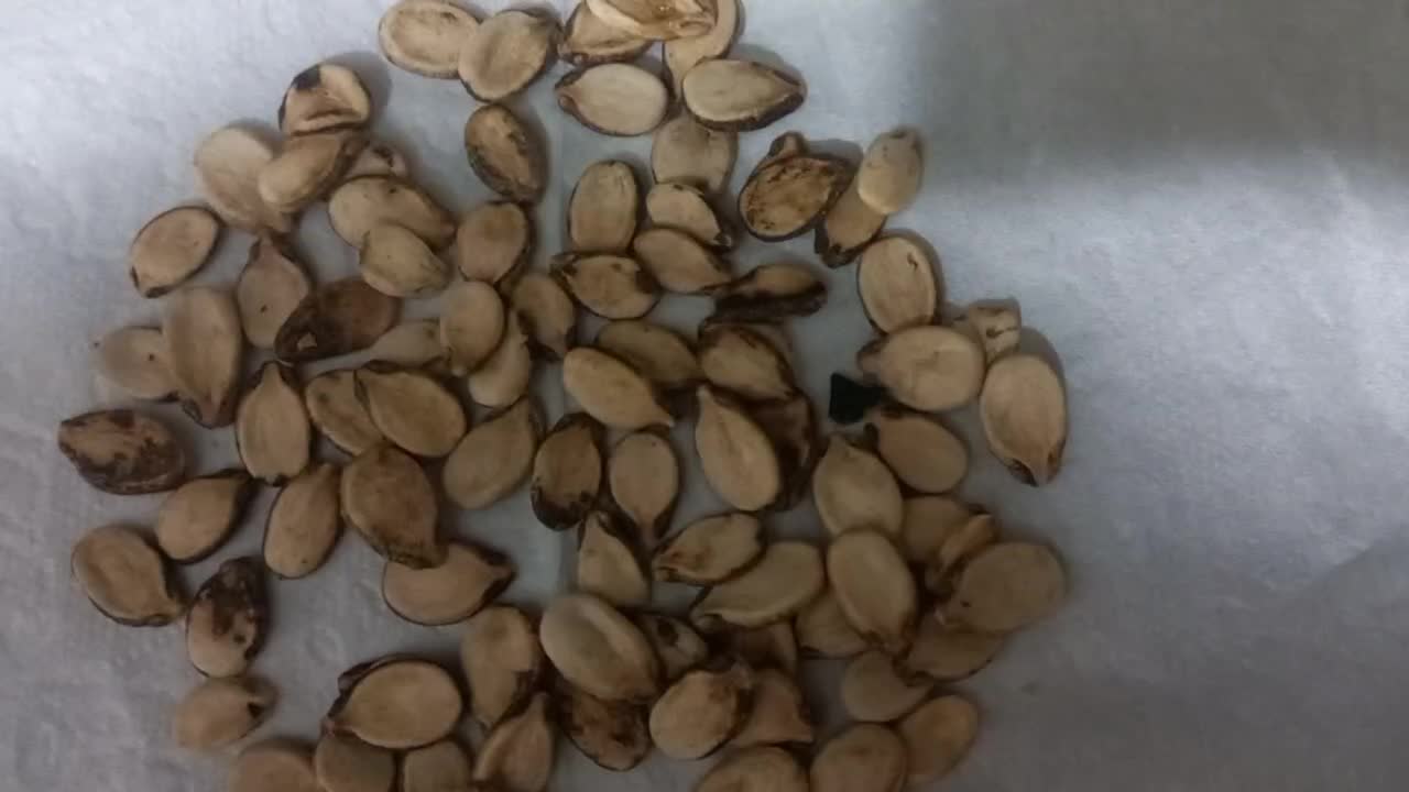 تخم آجیلی|خوردنی و آشامیدنی|کلاله, |دیوار
