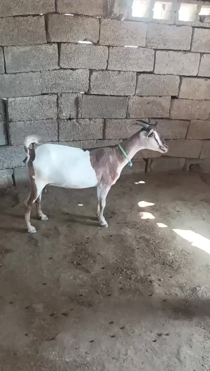 بز بربری آبستن|حیوانات مزرعه|بندرعباس, |دیوار