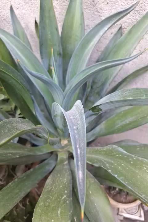 فروش گل آناناسی با گلدان|گل و گیاه طبیعی|بناب, |دیوار