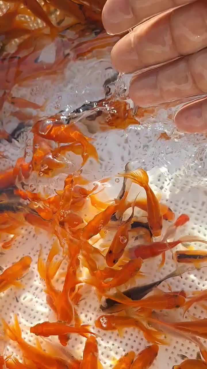 ماهی گلدفیش شب عید|ماهی|سنگر, |دیوار