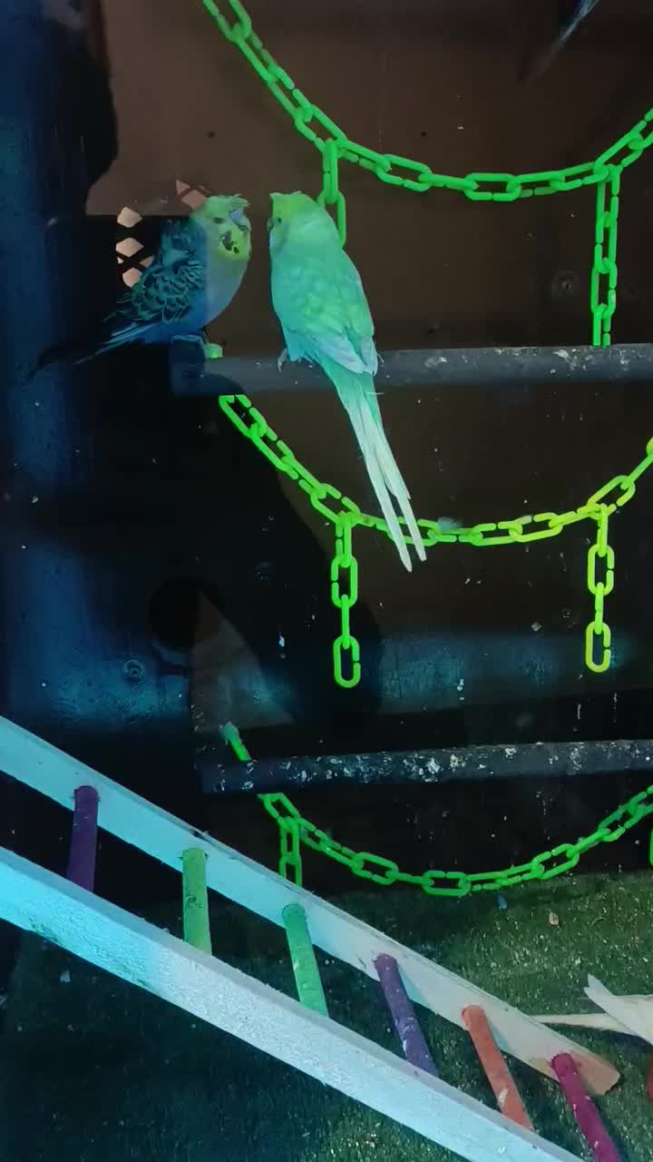 مرغ عشق پروانه ای و رنگین کمانی خاص و عروس هلندی|پرنده|سبزوار, شهرک جهاد|دیوار